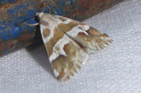 Eublemma elychrysi, Erebidae